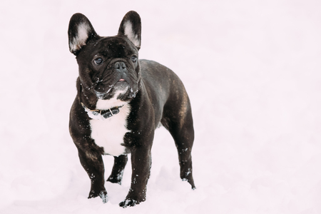 Black French Bulldog Dog Playing Outdoor In Snow At Winter Dayの写真素材