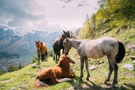 Horses Grazing On Green Mountain Slope In Spring In Mountainsの写真素材