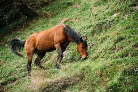 Horse Eating Grass In Spring Pasture. Horse Grazing On A Green Mの写真素材