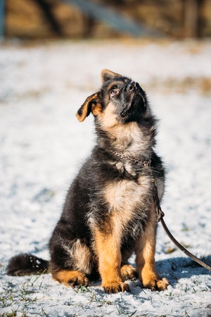 Young Brown German Shepherd Puppy Dog outdoorの写真素材