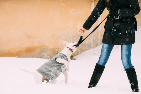 Young English Bull Terrier Bullterrier Puppy Dog Playing Outdoorの写真素材