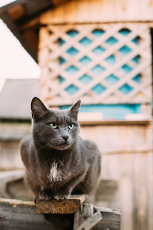 Russian Blue Cat Kitten With Green Eyes Sitting On Wooden Boardの写真素材