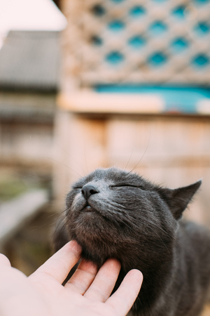 Care Russian Blue Cat Kittenの写真素材