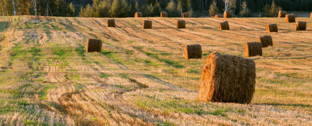 Rural Landscape Field Meadow With Hay Bales After Harvest In Sunny