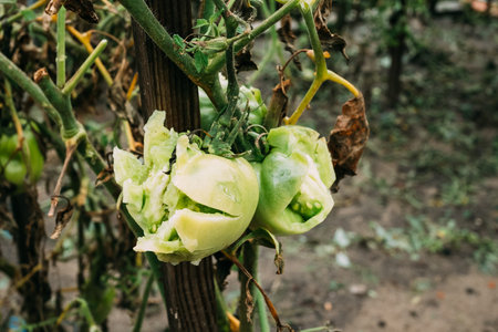 Consequences Of Hail In Vegetable Garden. Broken Vegetables Tomatoes