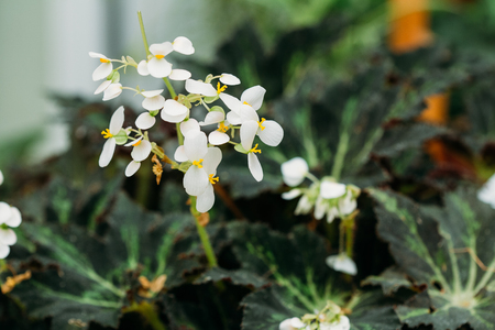 Green Leaves And Flower Of Plant Begonia Rex Putz, Commonly Known As King Begonia, Rex Begonia, Is A Rhizomatous Perennial From North India. It Is A Parent Of The Rex-cultorum Begonias.の写真素材