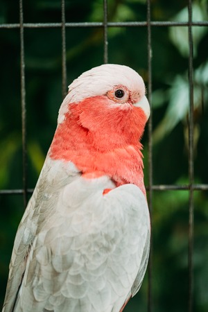 Galah Or Eolophus Roseicapilla, Also Known As The Rose-breasted Cockatoo, Galah Cockatoo, Roseate Cockatoo Or Pink And Greyの写真素材