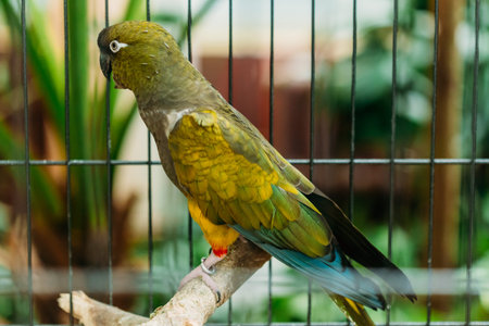 Burrowing Parrot Or Cyanoliseus Patagonus. It Is Also Known As The Patagonian Conure And Burrowing...