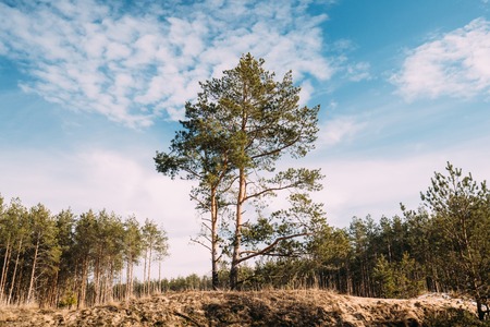 Pine Tree Growing On Sandy Hill In Autumn Forest. Early Springの写真素材