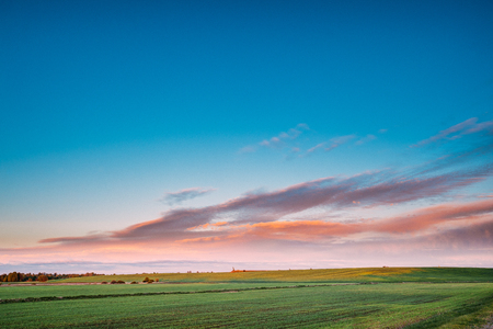 Green Wheat In Spring Field Under Scenic Summer Colorful Sky At Sunsetの写真素材