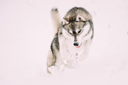 Young Husky Dog Play, Jumping And Fast Running Outdoor In Snow,の写真素材