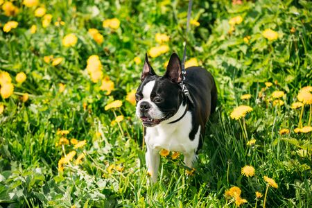 Funny Young Boston Bull Terrier Dog Outdoor In Green Spring Meadowの写真素材