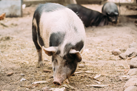Household Pig In Farm. Pig Farming Is Raising And Breeding Of Domestic Pigs.の写真素材