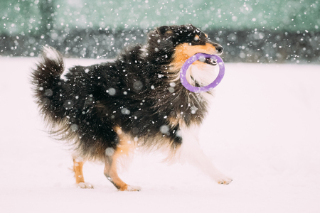 Funny Young Shetland Sheepdog, Sheltie, Collie Playing With Ringの写真素材