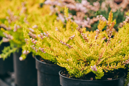 Bush Of Calluna Plant In Pot In Store Marketの写真素材
