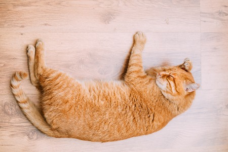Peaceful Orange Red Tabby Cat Male Kitten Curled Up Sleeping In His Bed On Laminate Floor.の写真素材