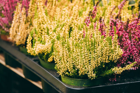 Bush Of Calluna Plant In Pot In Store Market