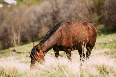 Horse Grazing On Green Mountain Slope In Spring In Mountainsの写真素材