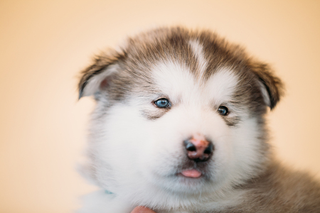 Alaskan Malamute puppy Dog sits in hands of ownerの写真素材