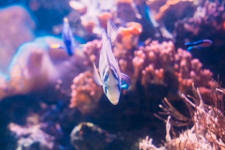 Kole Tang Or Spotted Surgeonfish Or Goldring Surgeonfish Or Yellow-eyed Tang Fishの写真素材