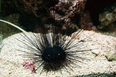 Sea Urchin Or Urchin Or Sea Hedgehog Diadema Setosum Swimming Inの写真素材