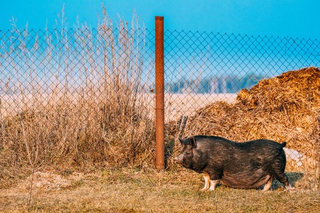 Household Black Pig Standing In Farm Yard. Pig Farming Is Raisingの写真素材