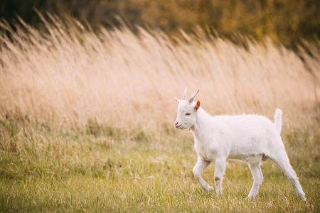 Kid Goat Grazes In Spring Grass. Farm Baby Animalsの写真素材