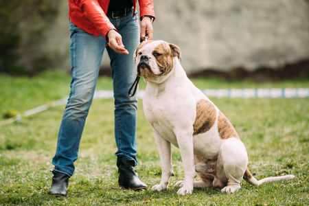 American Bulldog Dog Sitting Near Woman In Green Grass Duringの写真素材