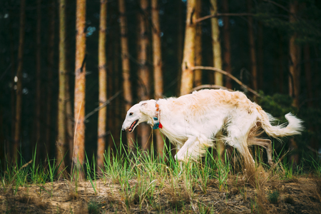 White Russian Borzoi sighthound, gazehound hunting dog, runningの写真素材
