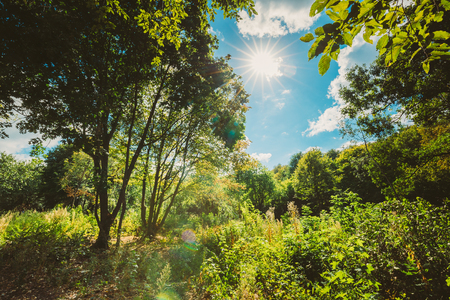 Sun Shining Through Canopy Of Tall Trees. Sunlight In Deciduousの写真素材
