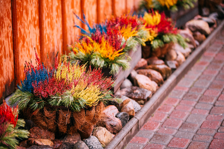 Bush Of Colorful Calluna Plants In Pots In Garden Flower-Bedの写真素材