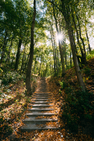 Yurovichi, Belarus. Stairs On Carpet Of Upper Period Of The Paleolithicの写真素材