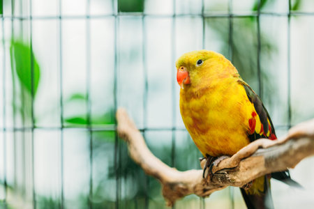 Yellow Regent Parrot Or Rock Pebbler In Zoo. Birds Can Be Trained