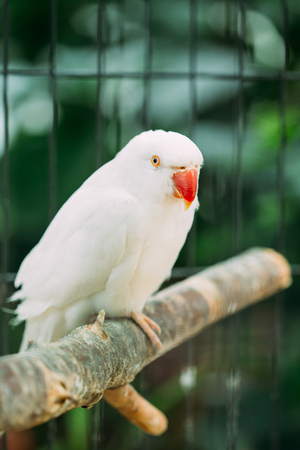 Rose-ringed Parakeet Also Known As The Ring-necked Parakeet In Zooの写真素材