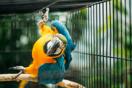 Blue-and-yellow Macaw Also Known As The Blue-and-gold Macaw In Zooの写真素材