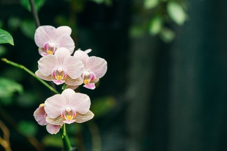 Beautiful White Flowers Of Orchid In Botanical Gardenの写真素材