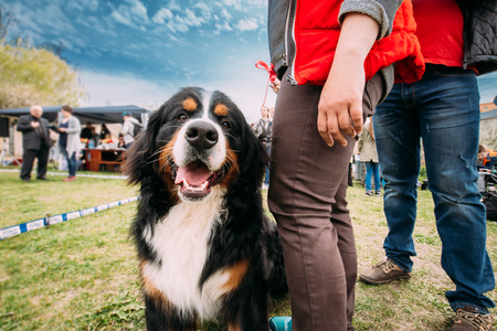 Funny Farm Dog Bernese Mountain Dog Berner Sennenhund Sitting Nearの写真素材