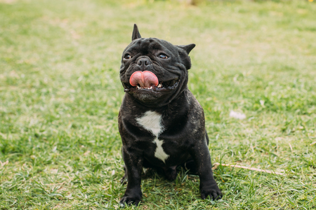 Young Black French Bulldog Dog In Green Grassの写真素材