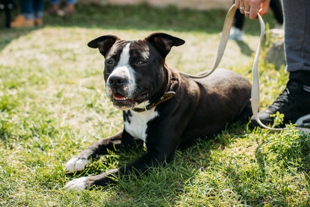 American Staffordshire Terrier Dog Lying In Green Grassの写真素材