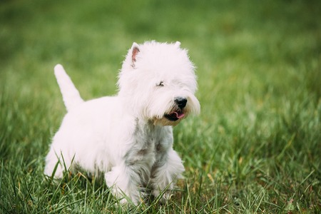 Small West Highland White Terrier - Westie, Westy Dog Running On Green Grassの写真素材