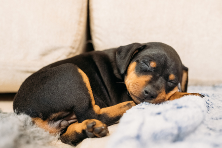 Small Black Miniature Pinscher Zwergpinscher, Min Pin Puppy Dogの写真素材