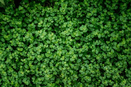 Green Leaves Of Soleirolia Soleirolii In Botanical Garden. Natural Backgroundの写真素材