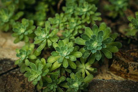 Green Leaves Of Sedum Compressum In Botanical Gardenの写真素材