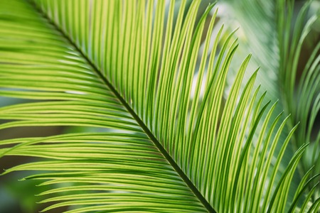 Green Leaves Of Cycas Revoluta In Botanical Gardenの写真素材
