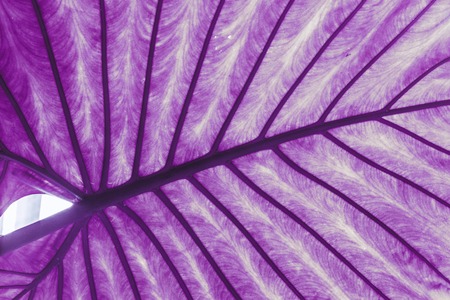 Close Up Leaves Leaf Of Plant. Toned Photo In Ultra Violet Colorの写真素材