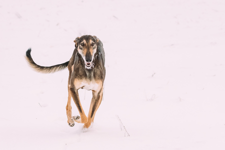 Hunting Sighthound Hortaya Borzaya Dog During Hare-hunting At Winter Day In Snowy Field.の写真素材