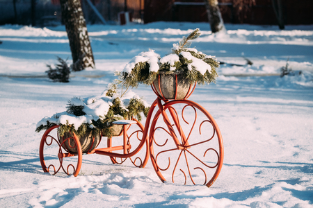 Decorative Vintage Model Old Bicycle Equipped Basket Of Pine Snowy Branches At Winter Sunny Day.の写真素材