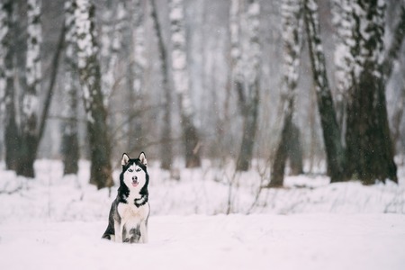 Siberian Husky Dog Sitting Outdoor In Snowy Field At Winter Day.の写真素材