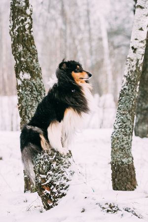 Shetland Sheepdog, Sheltie, Collie Sitting On Tree In Snowy Winter Day.の写真素材