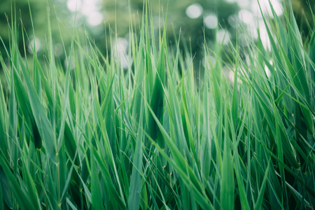 Natural Green Greenery Grass Stems.の写真素材